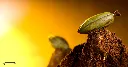 CW1498_A.webp