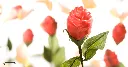 CW1550_A.webp