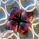 CW2468_C.webp