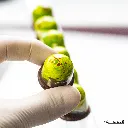 CW12018_NK6.webp