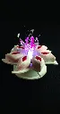 RUBEN140_A.webp