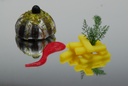Flexiform 5 half spheres Ø 80 x 40 mm
