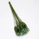 Tiges pour roses de 430 mm - 200 pcs